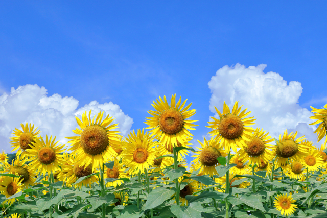 6年生のきみへ。受験の夏でも、休んでいい日と遊んでいい時間はある【帰省先での過ごし方つき】